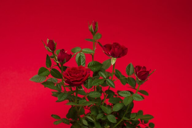 Roses rouges dans un pot sur fond rouge. Espace de copie.