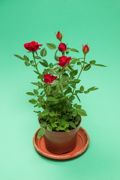 Roses rouges dans un pot sur fond vert. Espace de copie.