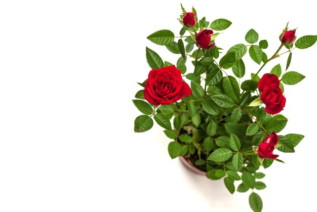 Roses rouges dans un pot isolé sur fond blanc.