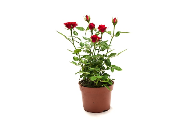 Roses rouges dans un pot isolé sur fond blanc.