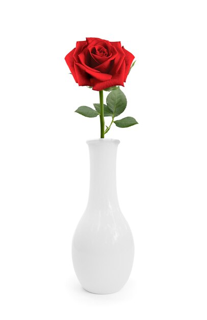 Roses rouges dans un vase sur fond blanc