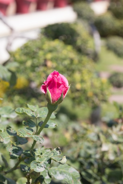 Photo roses rouges fleurissent dans le jardin