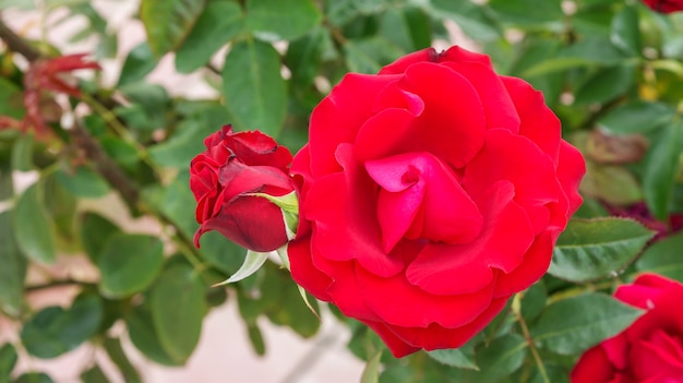 Les roses rouges fleurissent dans le jardin.