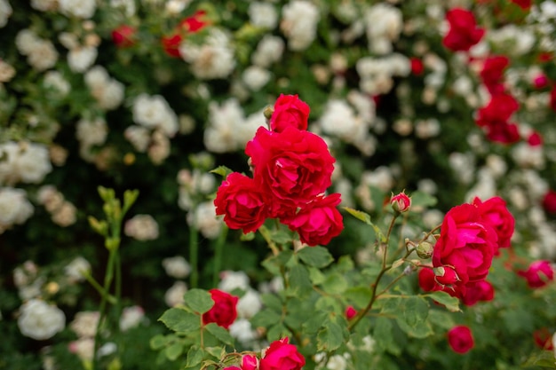 Les roses rouges fleurissent à l'extérieur près de la maison