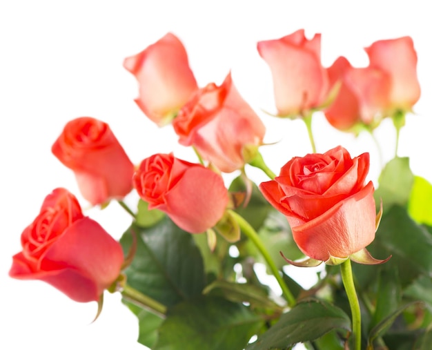Roses rouges Fleurs avec chemin de détourage vue latérale Belles roses rouges sur tige avec des feuilles isolées sur fond blanc Objet Natur pour la conception à l'anniversaire de la fête des mères Saint Valentin