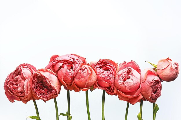 roses rouges sur fond blanc / un groupe de roses, un cadre de fleurs, un design d'été