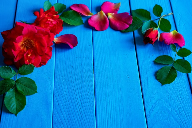 Roses rouges sur fond bleu en bois