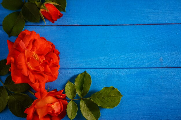 Roses rouges sur fond bleu en bois