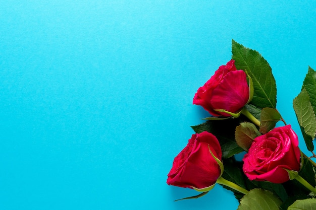 Roses rouges sur fond bleu.