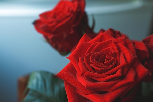 Roses rouges sur fond avec copie espace mise à plat fête des mères saint valentin concept de la journée de la femme