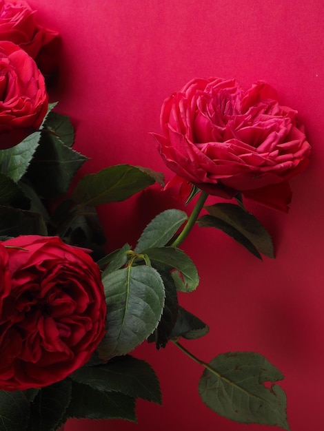 Roses rouges sur fond rouge