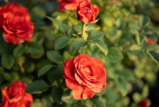 Roses rouges illuminées par le soleil