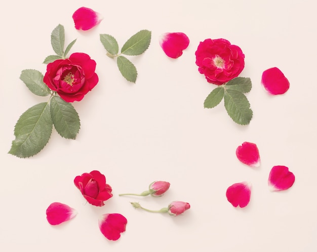 Roses rouges sur mur blanc