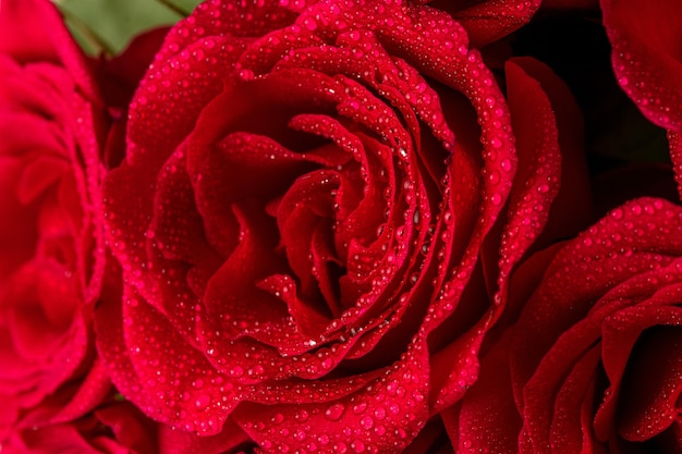 Roses rouges naturelles avec gros plan de gouttes d'eau.