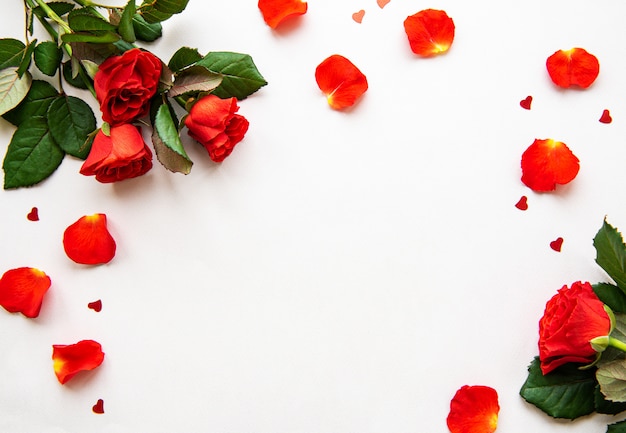 Roses rouges et pétales sur fond blanc, vue de dessus