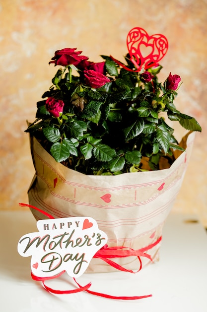 Roses rouges en pot. Fleurs comme cadeau. Plante en pot en forfait vacances. félicitation