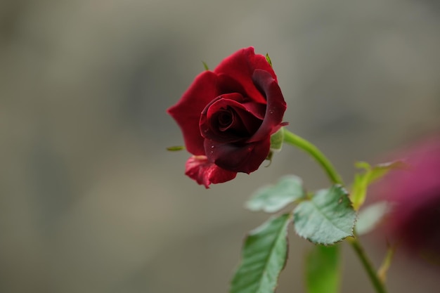 Roses rouges ou Rosa avec arrière-plan flou