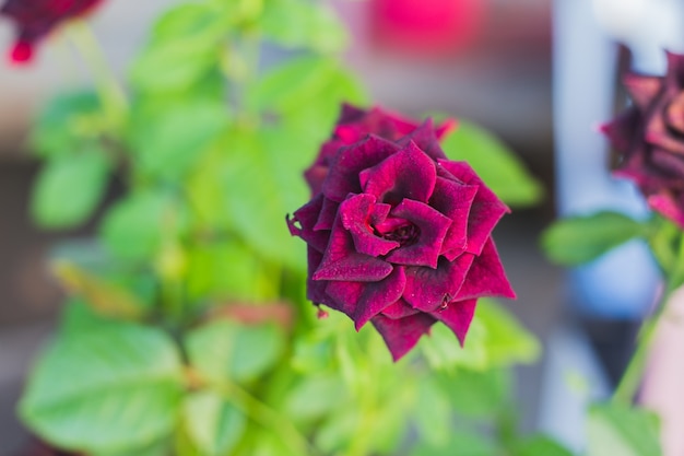 Roses rouges de sang.