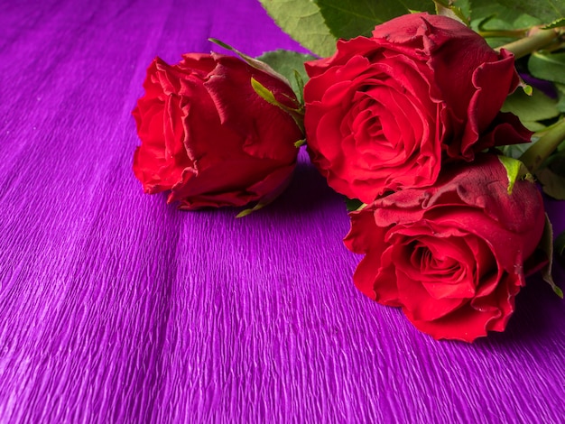 Roses rouges sur violet