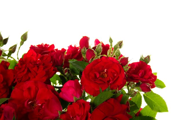 roses rouges