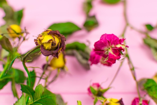 Roses sèches sur un fond rose en bois