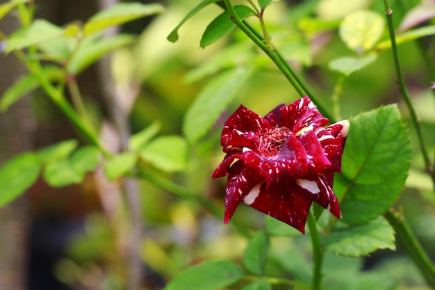 Les roses sont des fleurs d'Indonésie