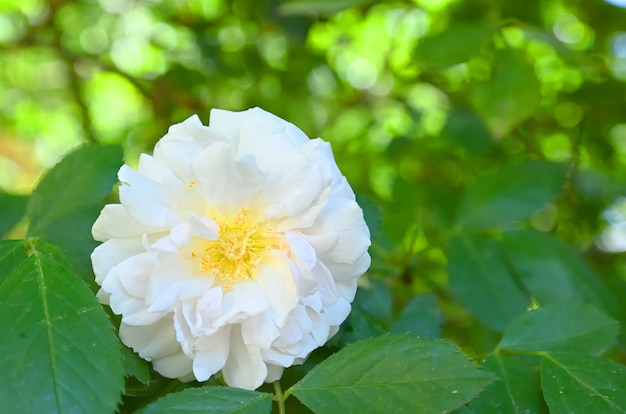 Roses de la sorte de rose sauvage appelée Rose Odorata