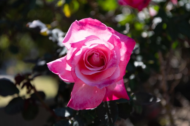 Roses de thé bush verity dans le jardin. fleur épanouie d'été. pétales de fleurs douces. roseraie au printemps. rosier rose. belles roses fraîches dans la nature.