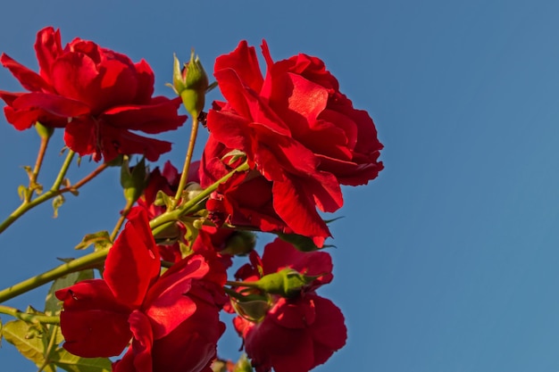 Photo roses de thé rouge écarlate avec des pétales veloutés brillants sur fond de ciel bleu doux