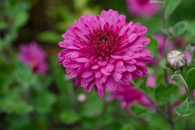 Rosier chrysanthème dans le jardin après la pluie.