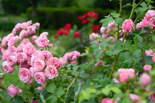 rosier en fleurs dans le jardin d'été