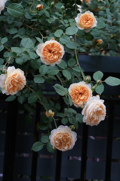 Un rosier à fleurs oranges