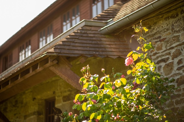 Rosier en fleurs près de la maison