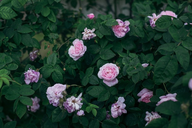 rosier en fleurs rose