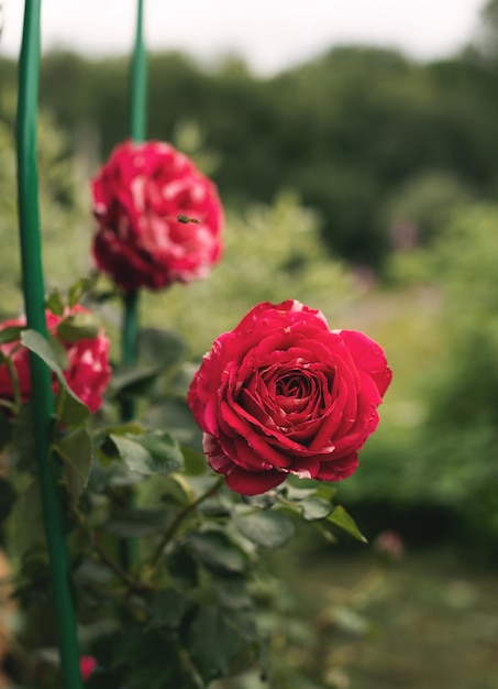 Un rosier sur fond vert de feuilles et de tiges. Parterre de fleurs dans le jardin.