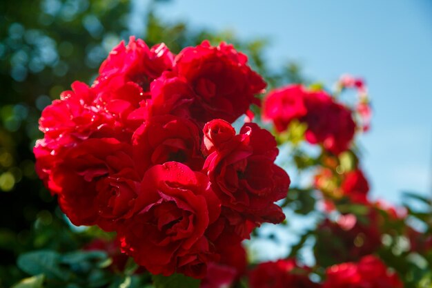 Rosier grimpant rouge foncé sur un buisson au soleil