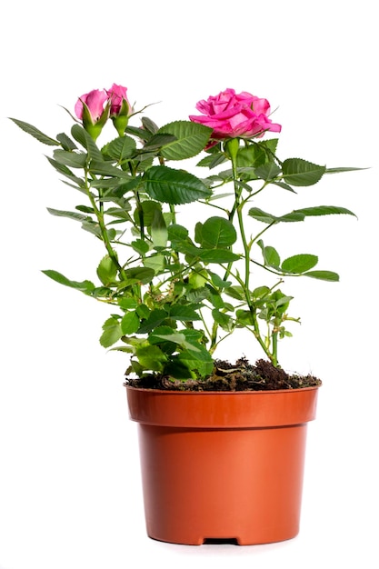 Rosier d'intérieur dans un pot sur fond blanc