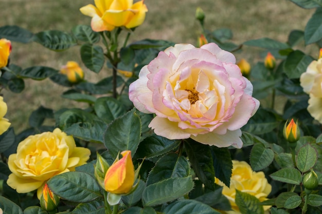 rosier jaune belles roses fraîches un jour d'été dans le jardin botanique