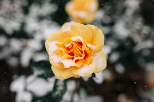 Rosier jaune couvert de neige dans un parc d'hiver.