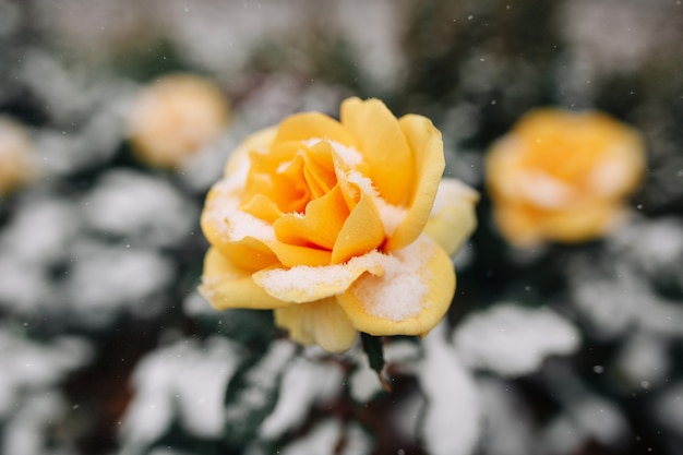 Rosier jaune couvert de neige dans un parc d'hiver.