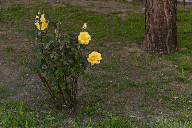 Un rosier jaune est dans l'herbe à côté d'un arbre.