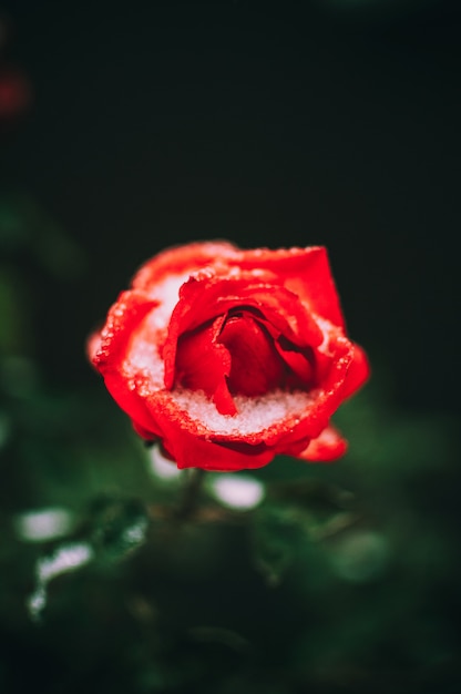 Rosier Rouge Dans La Neige En Hiver.