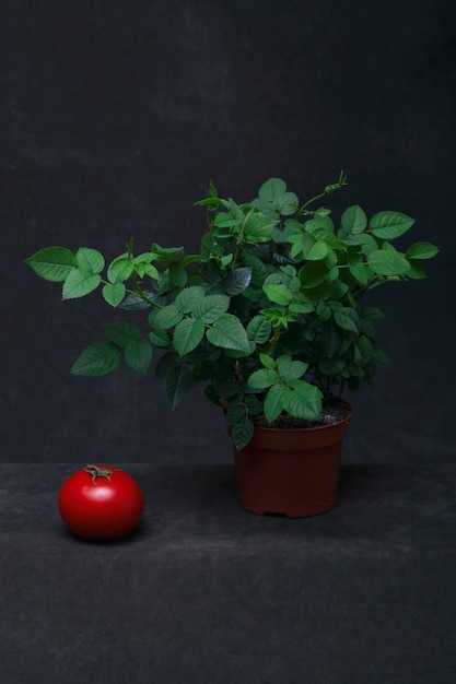 Un rosier et une tomate mûre sur fond sombre