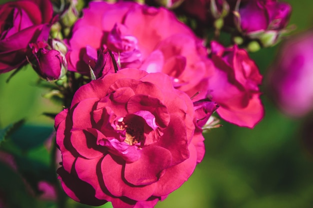 Rosiers arbustifs de jardin dans l'espace de copie du soleil