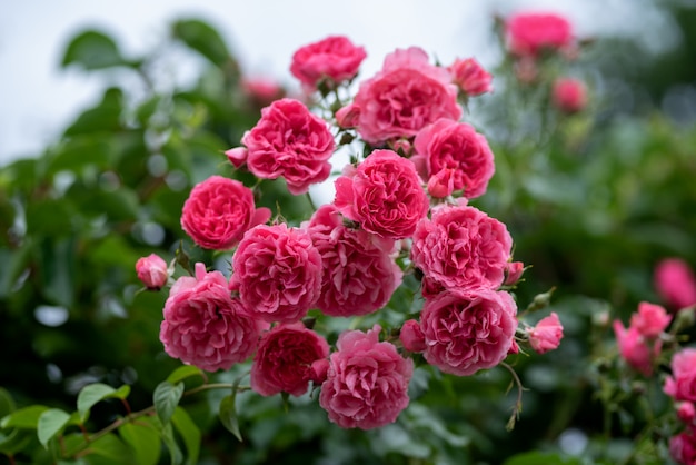 Rosiers grimpants roses dans le jardin