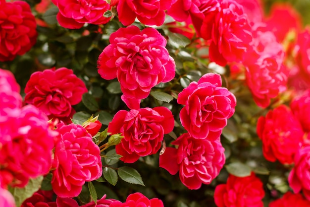 Rosiers roses en fleurs jardin d&#39;été