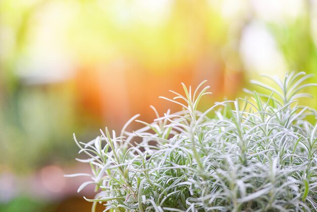 Photo rosmarinus officinalis blanc herbe et ingrédient alimentaire les feuilles de la plante de romarin dans le jardin