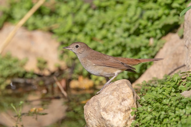 Rossignol commun, rossignol roux ou rossignol (Luscinia megarhynchos) Malaga, Espagne