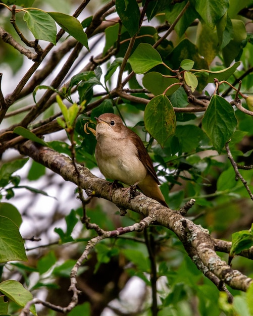 rossignol dans un arbre