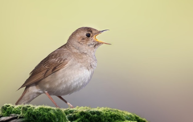 Rossignol grive Luscinia luscinia Un oiseau chante sur un vieux rondin recouvert de mousse